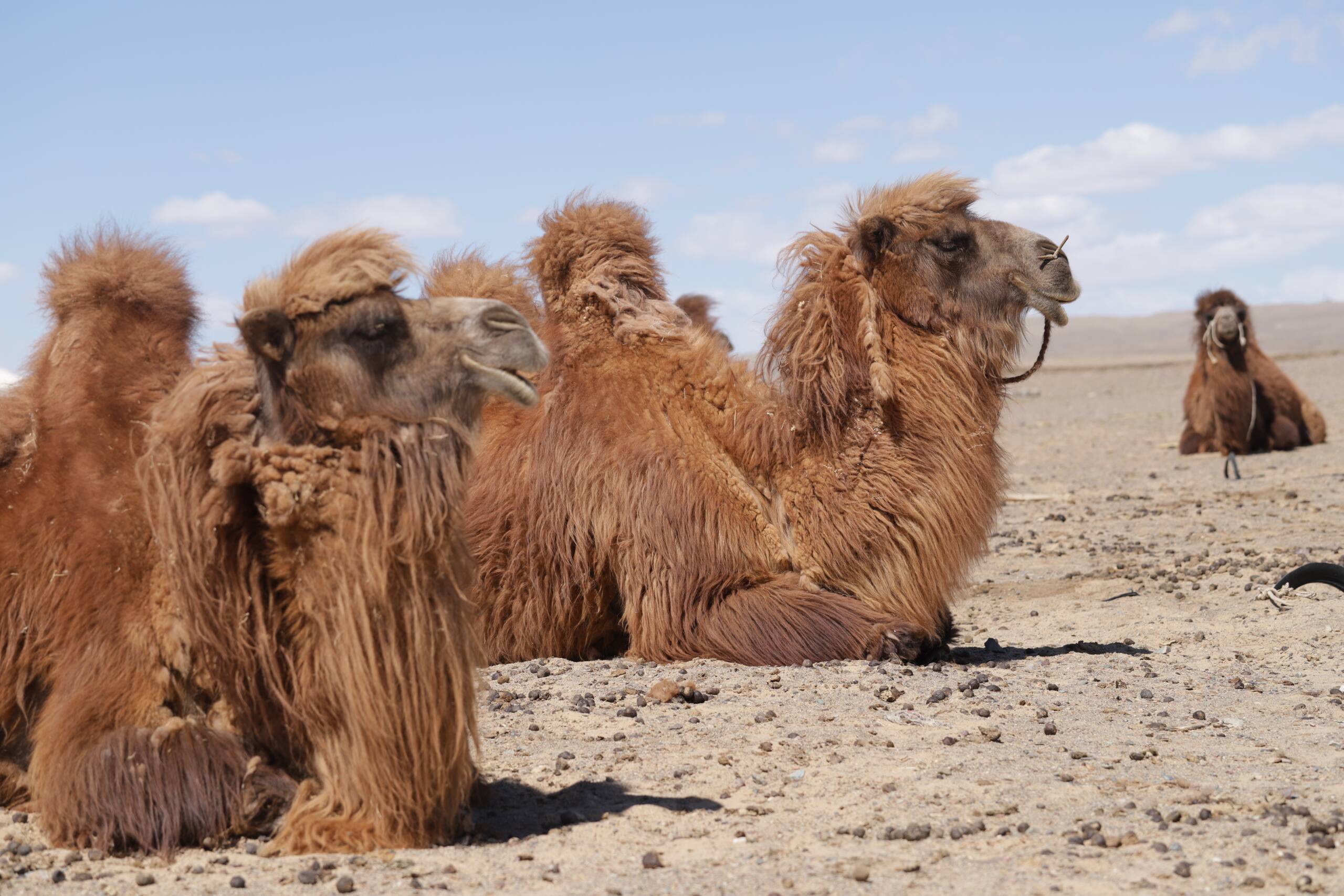 Herd of Bactrian camels resting in the Gobi Desert
