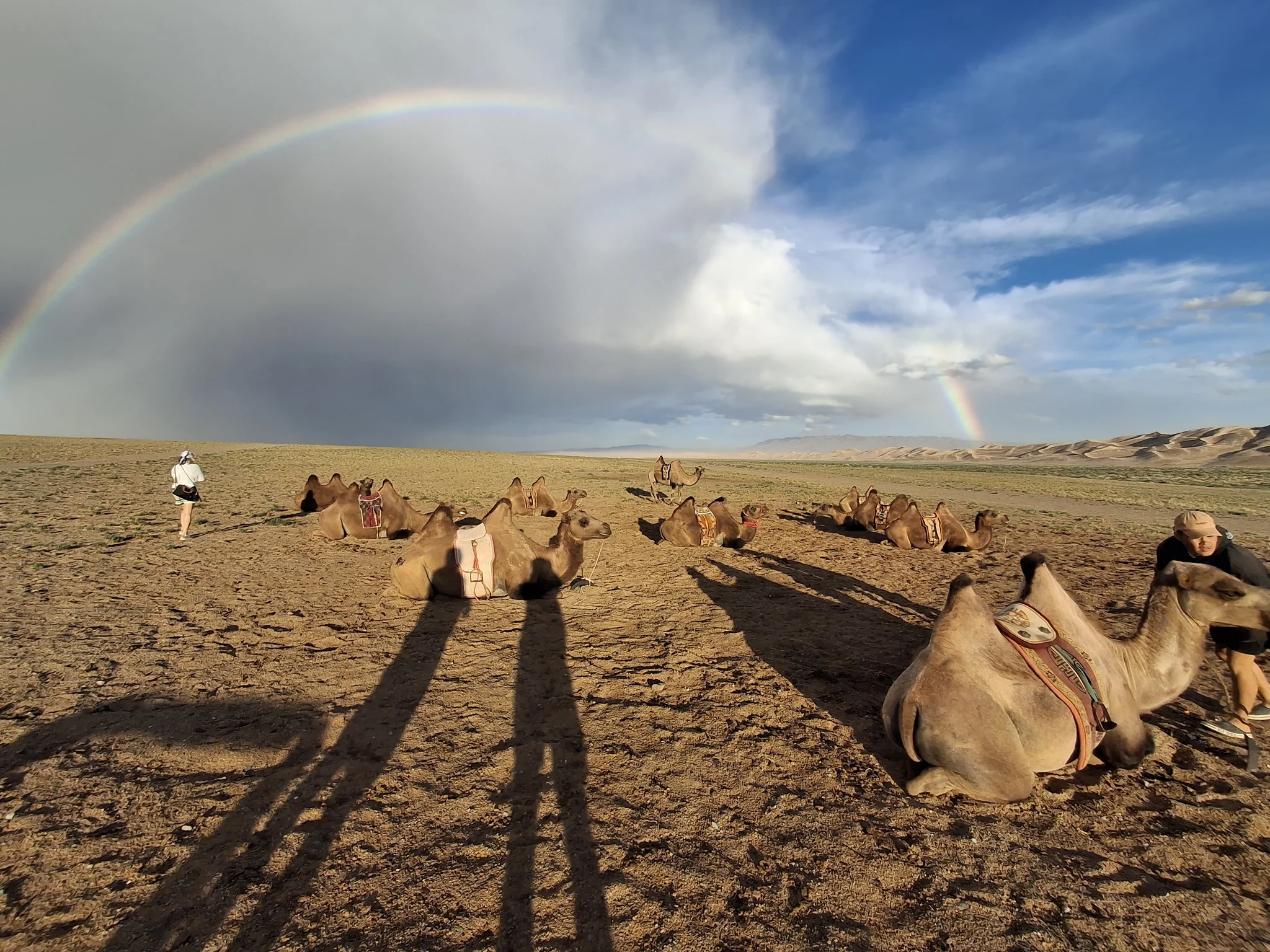 Camels resting beneath a rainbow in the Gobi Desert, Mongolia